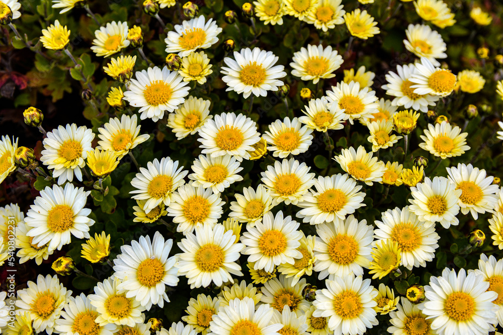 Multicolored Chrysanthemums background.Colourful Pots of Chrysanthemums . Multicolored Chrysanthemums background.Colourful Pots of Chrysanthemums .