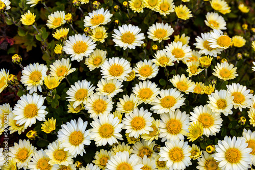 Multicolored Chrysanthemums background.Colourful Pots of Chrysanthemums .