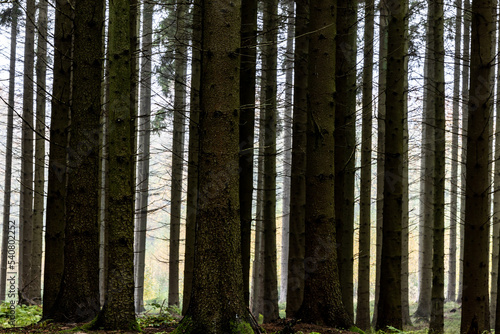 Copenhagen  Denmark A pine forest outside of Copenhagen.