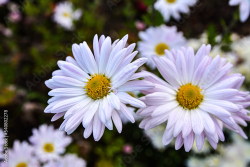 Multicolored Chrysanthemums background.Colourful Pots of Chrysanthemums .