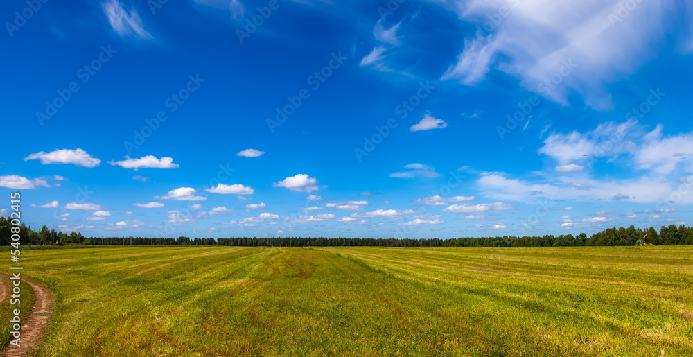 Summer landscape with a field, a strip of forest and a blue sky with white clouds