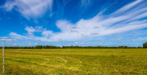 Summer landscape with a field  a strip of forest and a blue sky with white clouds