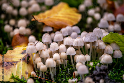 Coprinellus disseminatus. Fairy inkcap. Trooping crumble cap. Group of mushrooms with leaves in nature.
