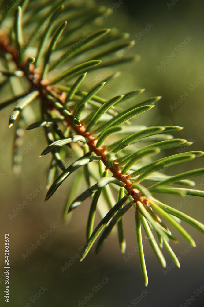 Branch of a pine in the forest Branch of a pine in the forest