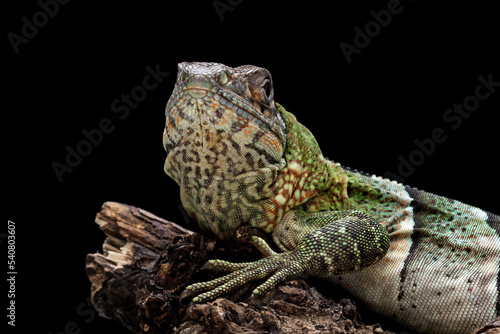 spiny tailed iguana isolated on black background, animals close-up