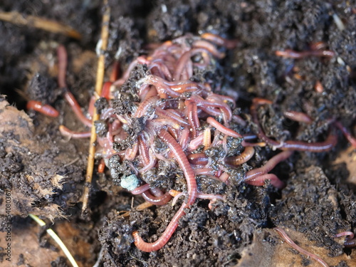 compost Californian red worms in vermicompost