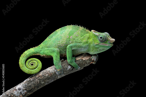 fischer chameleon walking on branch, female fischer chameleon isolated on black background, animals close-up