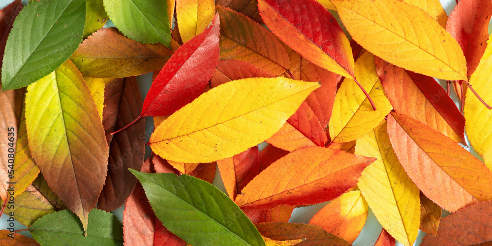 Autumn background of tree leaves. Colorful autumn leaves background. Fall foliage, texture. Flat lay, top view, copy space