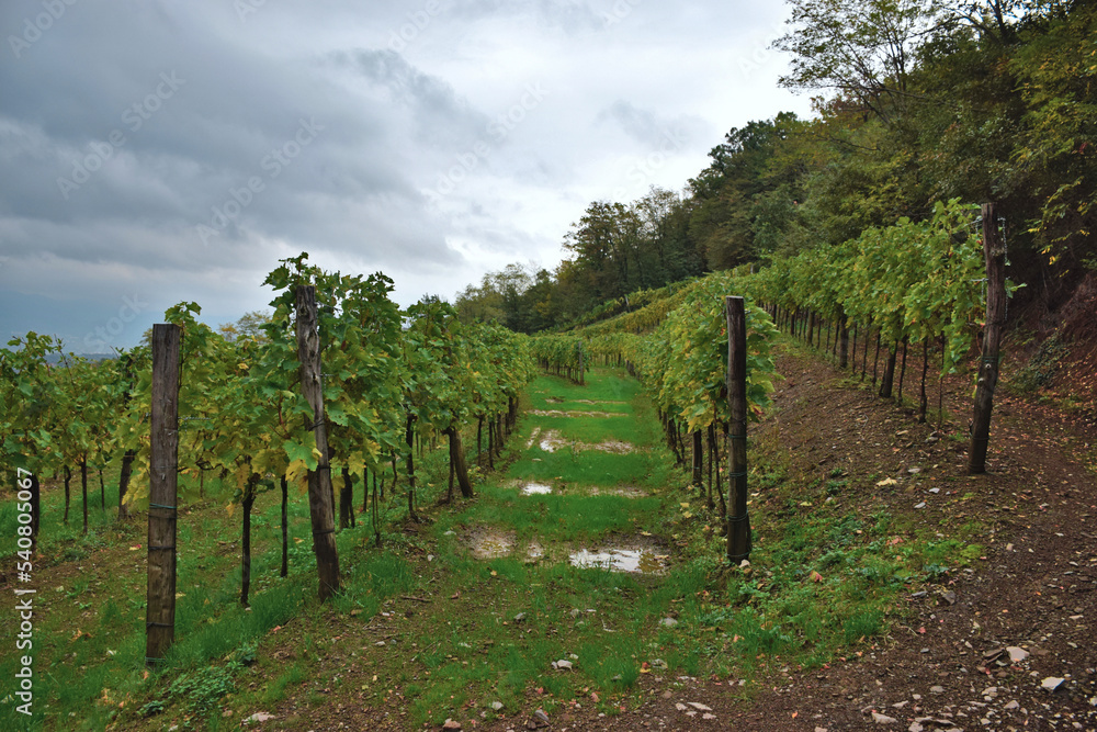 Vineyard after heavy rain on cloudy day