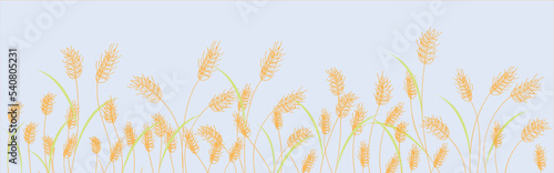 Cartoon yellow wheat field background isolated on white. Golden autumn harvest oat grain natural rural meadow farm agriculture landscape backdrop vector flat illustration 