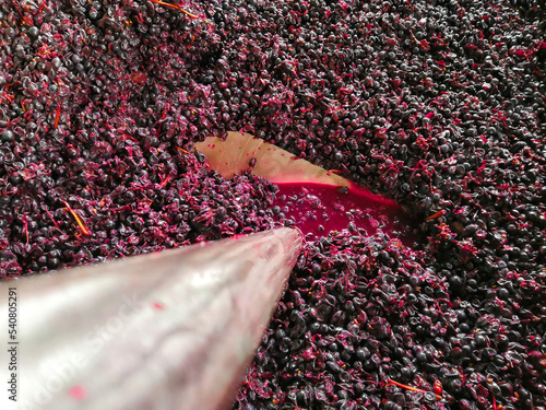 Punch down technique used on red grapes photo