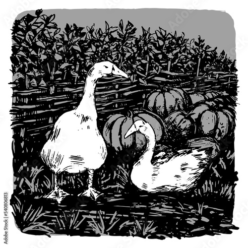 Geese in the farmyard. Fowl, wicker fence, pumpkins. Cozy farm monochrome hand drawn vector illustration. Abstract picture isolated on white. Artistic print in vintage engraving style.