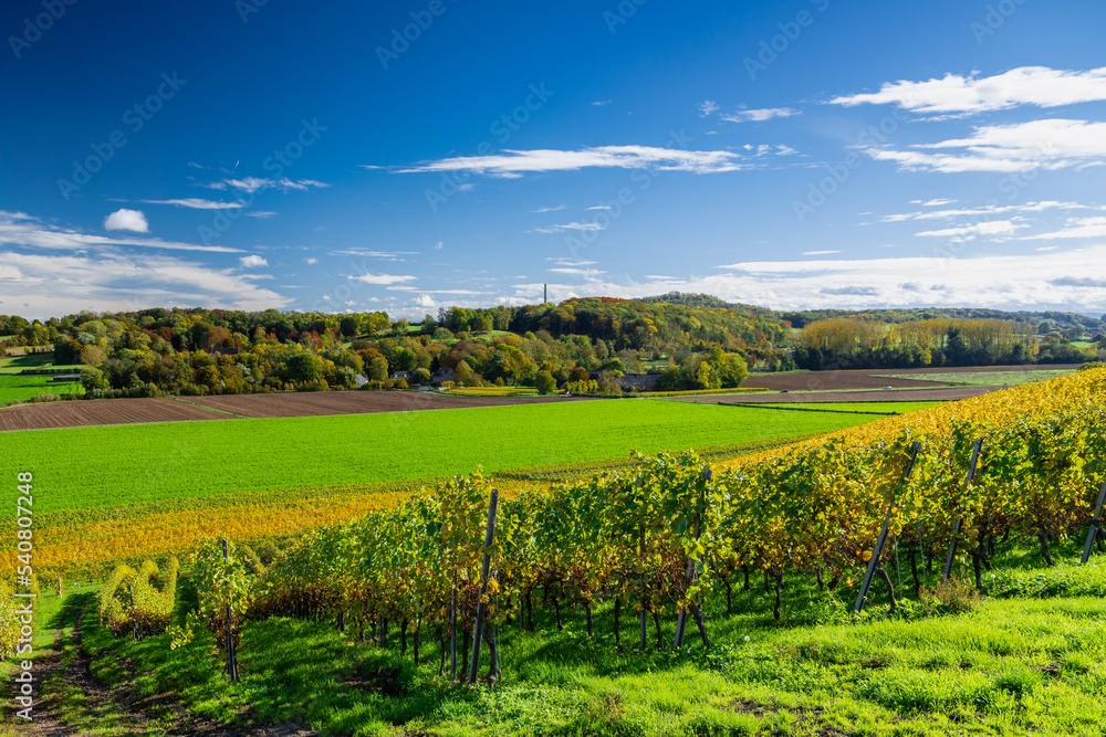 Autumn view of the Jeker valley in Maastricht with an beautiful cloudscape with fluffy clouds of a rolling hill landscape with vineyards of the Apostelhoeve in the South of the Netherlands 
