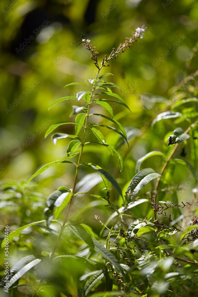 lemon verbena