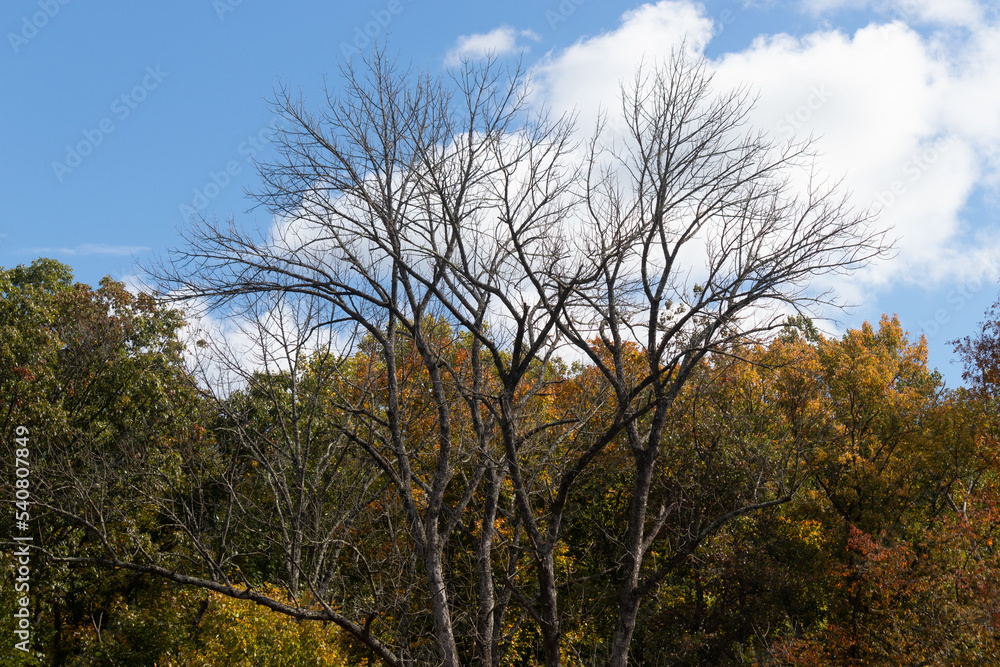 I loved the look of these trees as the Fall season is making the leaves change colors. This almost looks like the leaves are on fire, but is in fact the flora going into the Autumn hibernation. I loved the look of these trees as the Fall season is making the leaves change colors. This almost looks like the leaves are on fire, but is in fact the flora going into the Autumn hibernation.