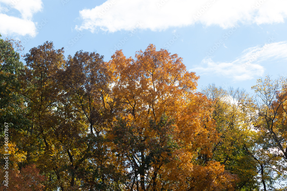 I loved the look of these trees as the Fall season is making the leaves change colors. This almost looks like the leaves are on fire, but is in fact the flora going into the Autumn hibernation. I loved the look of these trees as the Fall season is making the leaves change colors. This almost looks like the leaves are on fire, but is in fact the flora going into the Autumn hibernation.