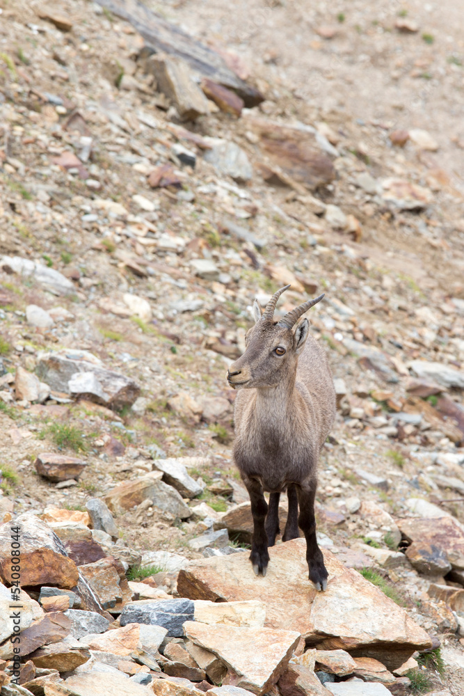 View of a Alpine ibex View of a Alpine ibex