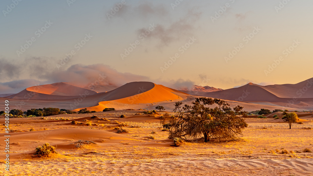 Αυτοκόλλητο Red sand dunes and camelthorn tree with with morning fog and clouds in Sossusvle