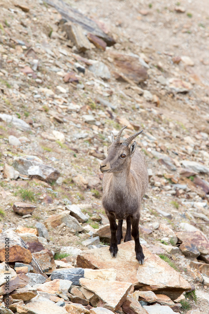 View of a Alpine ibex