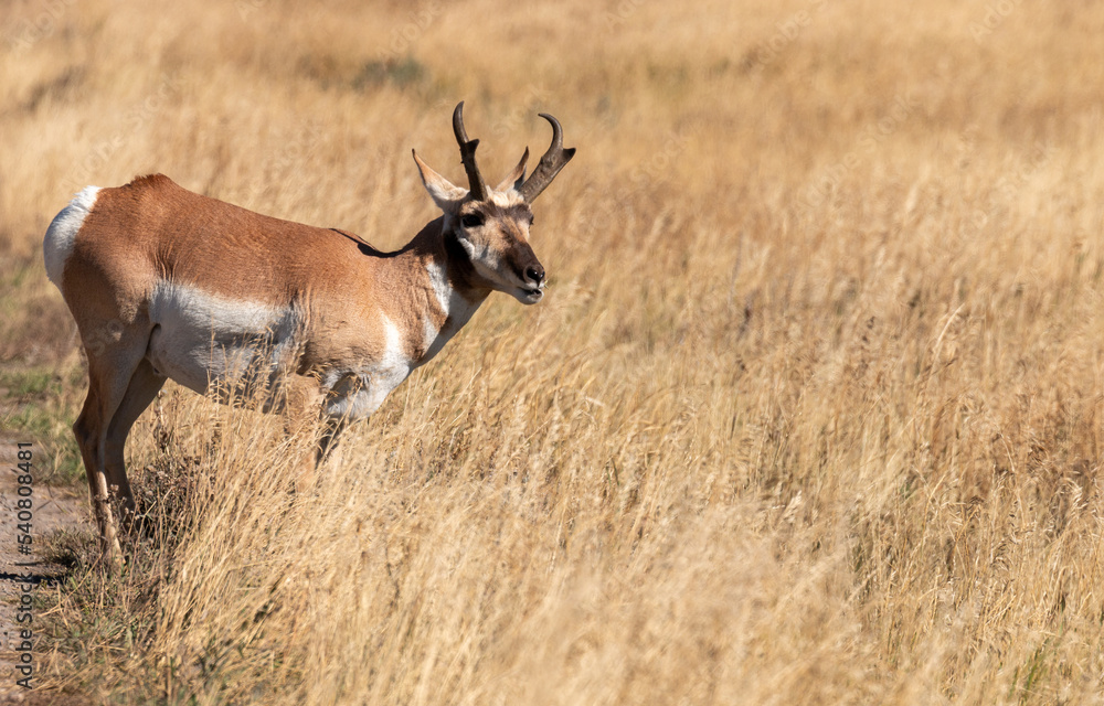 Pronghorn Antelope Buck in Wyoming in Autumn Pronghorn Antelope Buck in Wyoming in Autumn