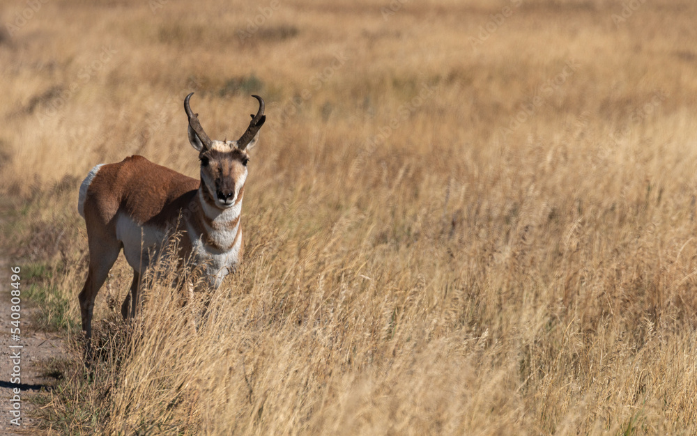 Pronghorn Antelope Buck in Wyoming in Autumn Pronghorn Antelope Buck in Wyoming in Autumn