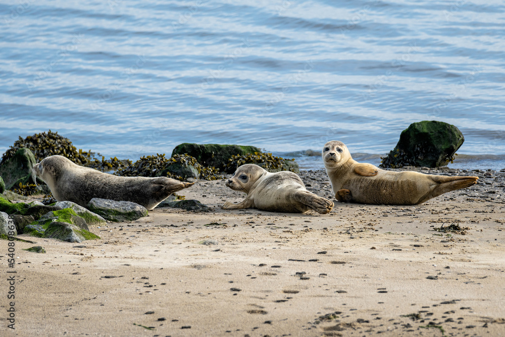 Fototapeta premium harbor seals in the Ems estuary
