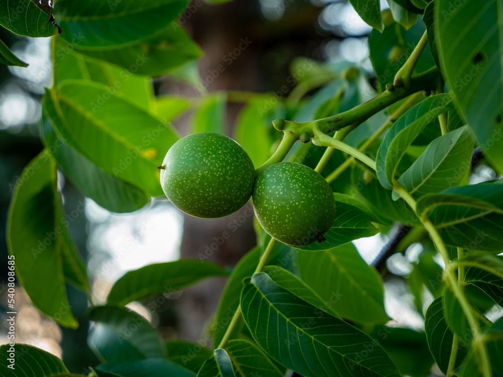 Green walnuts on a tree. Close-up of green walnut fruits next to lush green leaves. A twig with two growing nuts is in a garden. The shell is dotted with light green points. Green walnuts on a tree. Close-up of green walnut fruits next to lush green leaves. A twig with two growing nuts is in a garden. The shell is dotted with light green points.