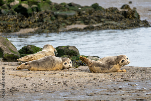 harbor seals in the Ems estuary photo