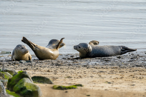 harbor seals in the Ems estuary photo