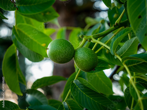 Green walnuts on a tree. Close-up of green walnut fruits next to lush green leaves. A twig with two growing nuts is in a garden. The shell is dotted with light green points.