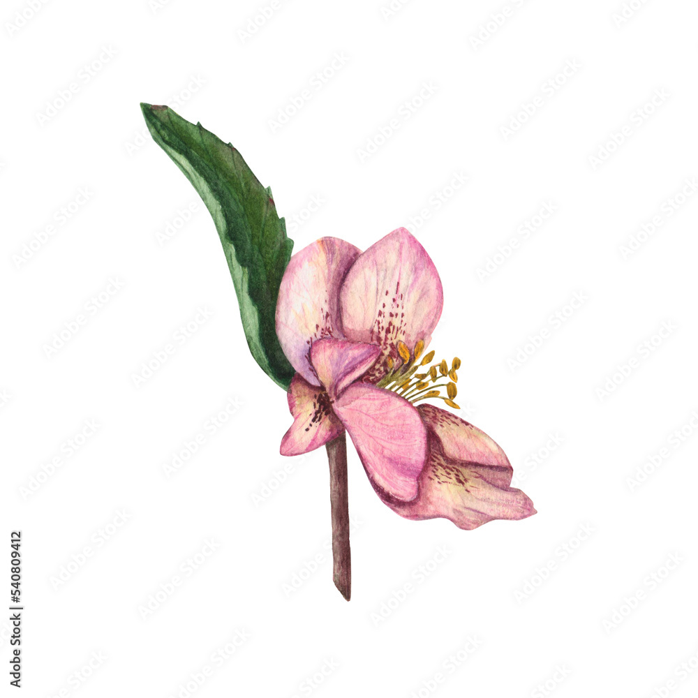 Fototapeta premium Hellebores isolated on a white background. Watercolor illustration for creating your design. Drawing for Save the date, Valentine's day, wedding invitation, birthday and mothers day cards.d