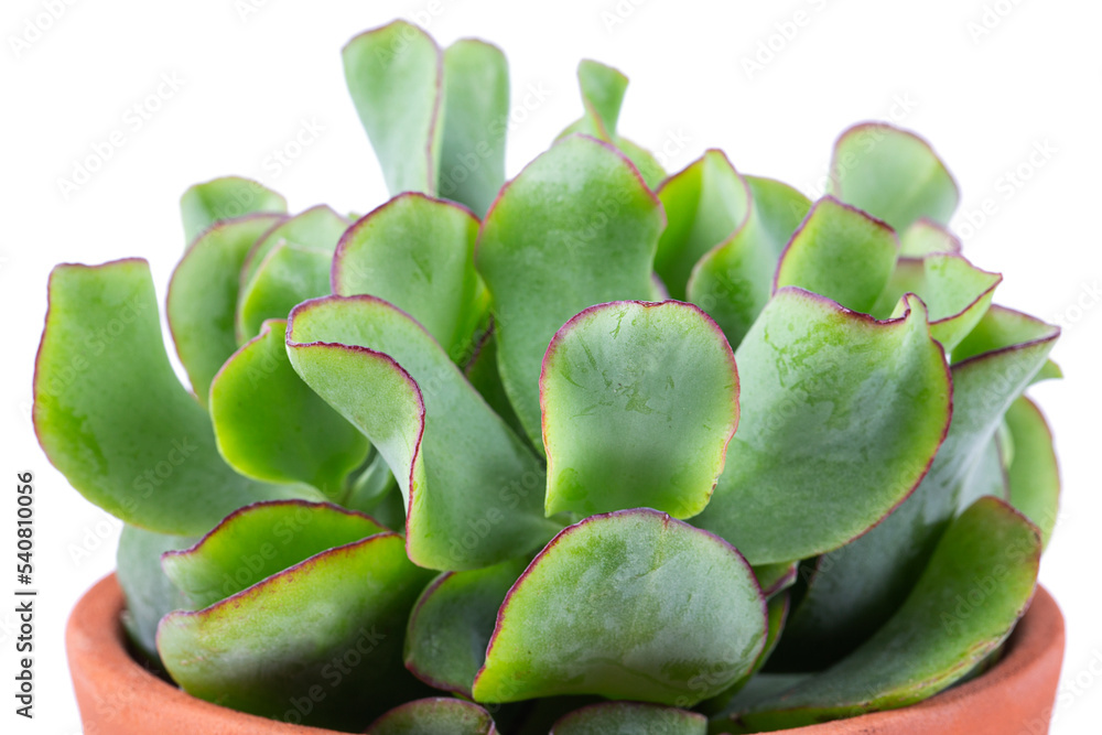 Ruffle jade Crassula in a pot isolated on white background Ruffle jade Crassula in a pot isolated on white background
