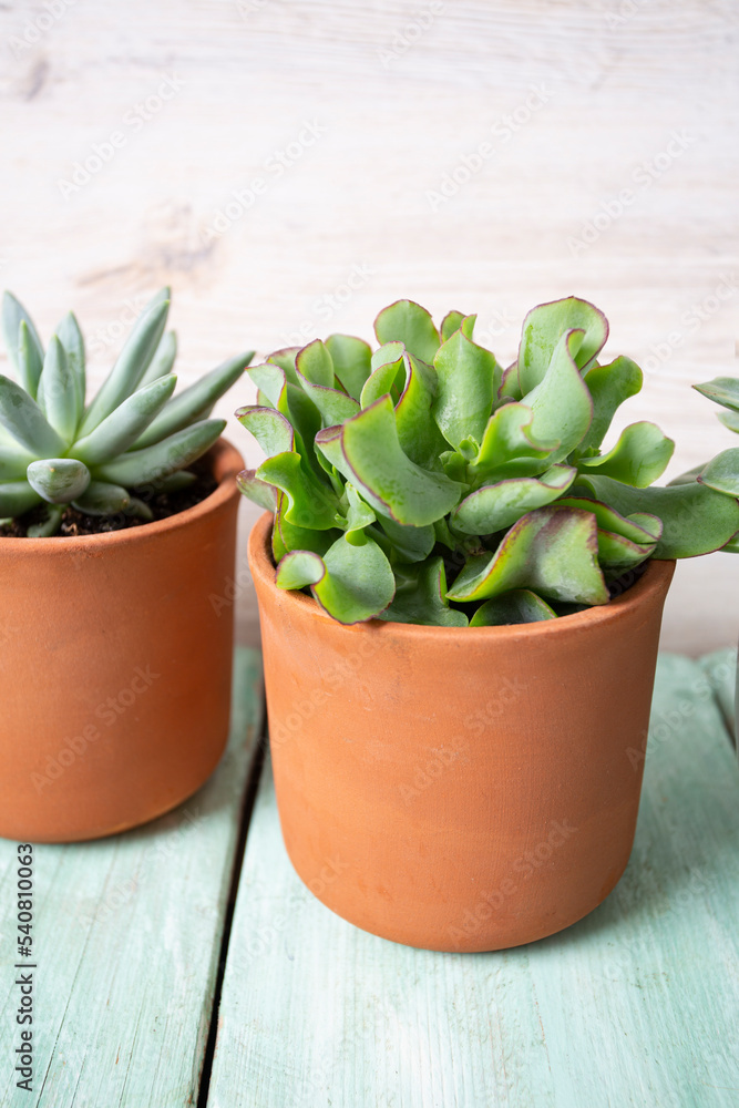 variety of succulent plants on turquoise wooden surface. Empty space for your text. variety of succulent plants on turquoise wooden surface. Empty space for your text.