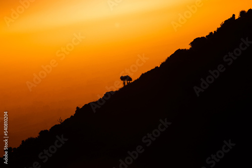 Silhouette of trees on the hill with orange sunset sky.