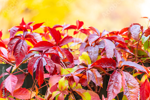 Fotografie girlish grape. autumn background