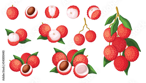 Set of fresh red lychee in cartoon style. Vector illustration of fruits whole and cut, large and small sizes with leaves on white background.