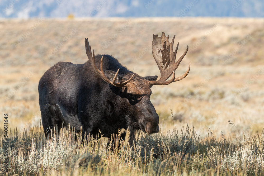 Bull Moose in the Rut in Wyomign in Autumn Bull Moose in the Rut in Wyomign in Autumn