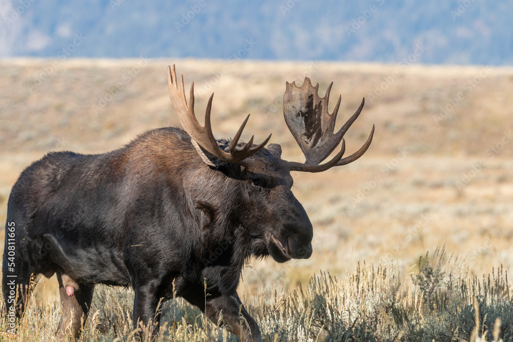 Bull Moose in the Rut in Wyomign in Autumn Bull Moose in the Rut in Wyomign in Autumn
