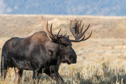 Fototapeta Naklejka Na Ścianę i Meble -  Bull Moose in the Rut in Wyomign in Autumn