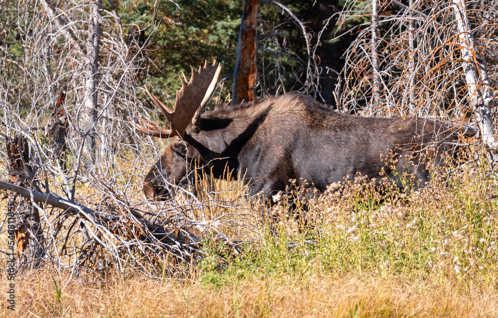 Bull Moose in the Rut in Wyomign in Autumn Bull Moose in the Rut in Wyomign in Autumn