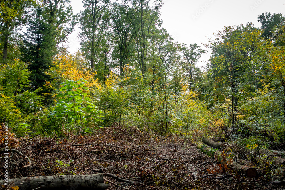 Fototapeta premium Gefällte Bäume im Mischwald