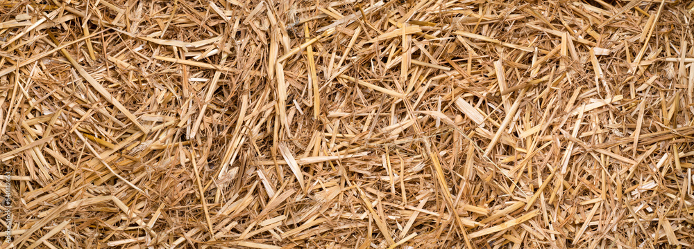 a bunch of straw for texture or background as panorama, banner or border