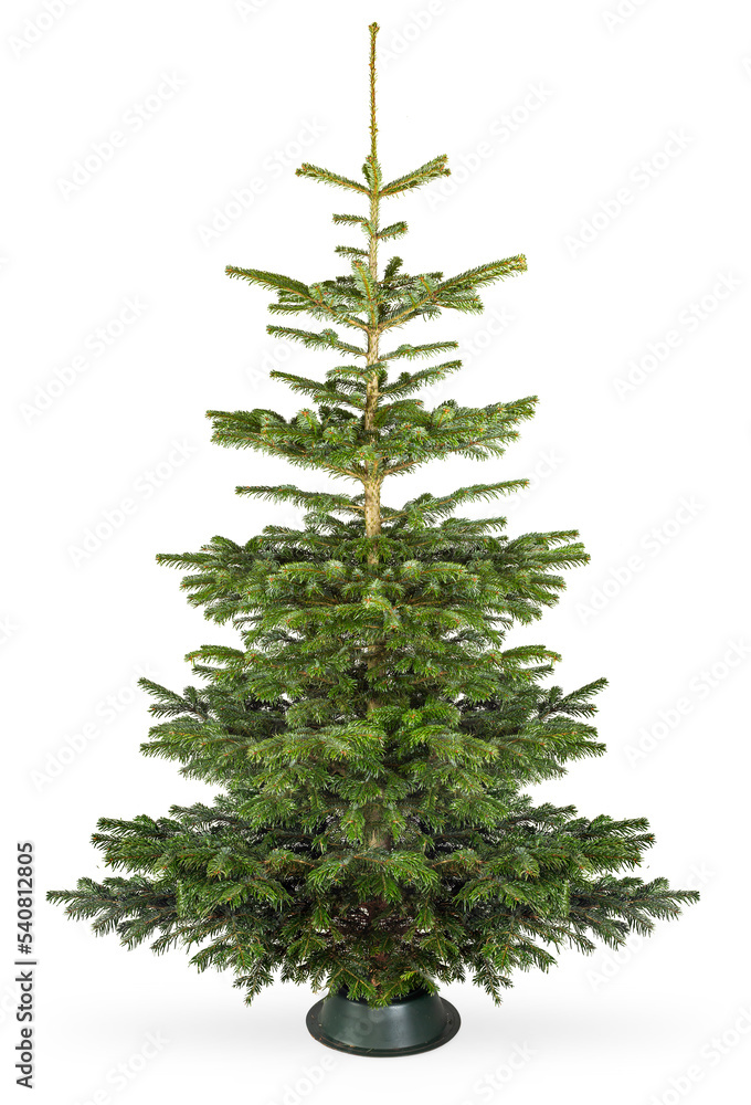 Empty undecorated natural fresh green Nordmann pine christmas tree in natural condition  isolated background - obrazy, fototapety, plakaty 
