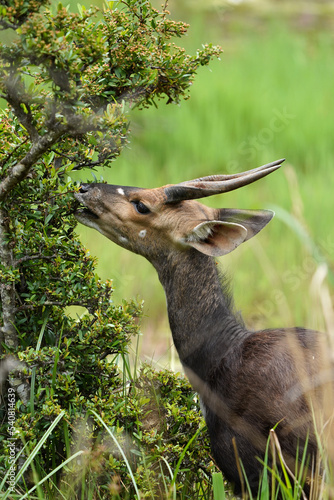 A beautiful portrait shot of a male Bushbuck eating leaves from a small tree with lush green background and stunning soft light photo