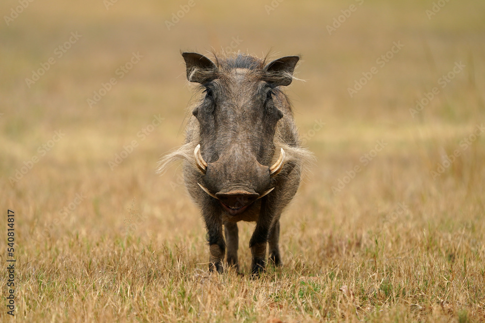 Stunning warm photograph of a common warthog Smiling and grinning. Digging deep to get the roots. Taken at a low angle with soft light and shallow depth of field. Stunning warm photograph of a common warthog Smiling and grinning. Digging deep to get the roots. Taken at a low angle with soft light and shallow depth of field.