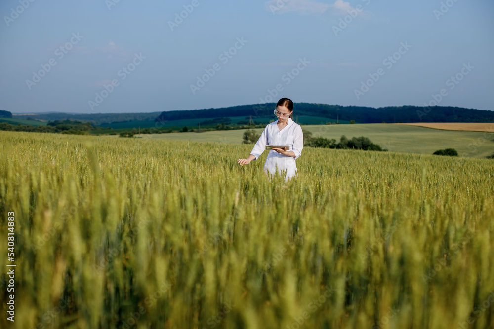 Female environmentalist scientist in a white coat in a green field of unripe ears of corn and recording data on a tablet device. Female researcher, biologist, walking in the field