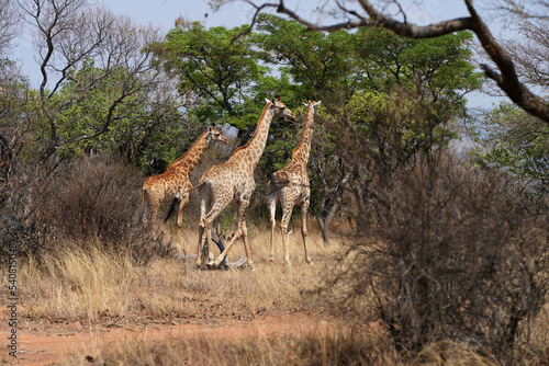 Wild spotted Giraffe looking for graze during a Safari Game drive walking in its natural habitat in the bush veld in waterberg in South Africa