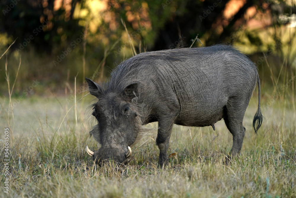 Stunning warm photograph of a common warthog on its knees scrounging for food and foraging. Digging deep to get the roots. Taken at a low angle with soft light and shallow depth of field. Stunning warm photograph of a common warthog on its knees scrounging for food and foraging. Digging deep to get the roots. Taken at a low angle with soft light and shallow depth of field.