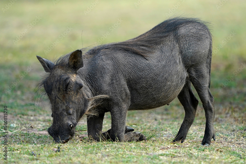 Stunning warm photograph of a common warthog on its knees scrounging for food and foraging. Digging deep to get the roots. Taken at a low angle with soft light and shallow depth of field. Stunning warm photograph of a common warthog on its knees scrounging for food and foraging. Digging deep to get the roots. Taken at a low angle with soft light and shallow depth of field.