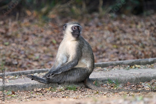 Cute Vervet Monkey sitting comfortably and staring. taken in very soft light with shallow depth of field. Taken at the waterberg Nature reserve in South Africa